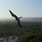 bird2